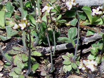 Arabidopsis thaliana (Brassicaceae)